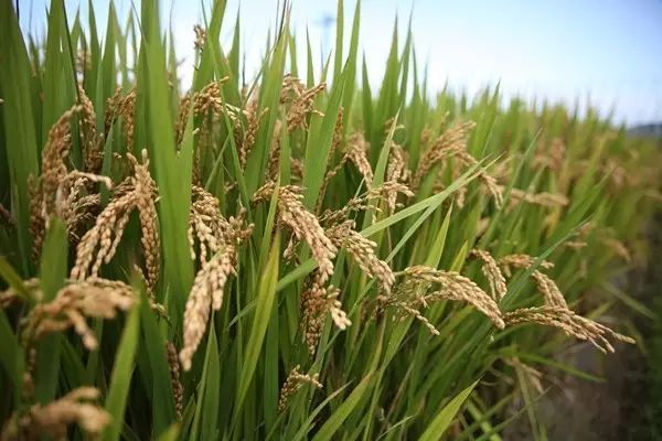 南京南农康大生物工程有限公司_南京道康机电设备有限公司_南京道农康农产品