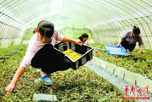 通道侗族自治县万佛山铁皮石斛种植基地：最佳移栽时节，董事长却忍痛转让公司