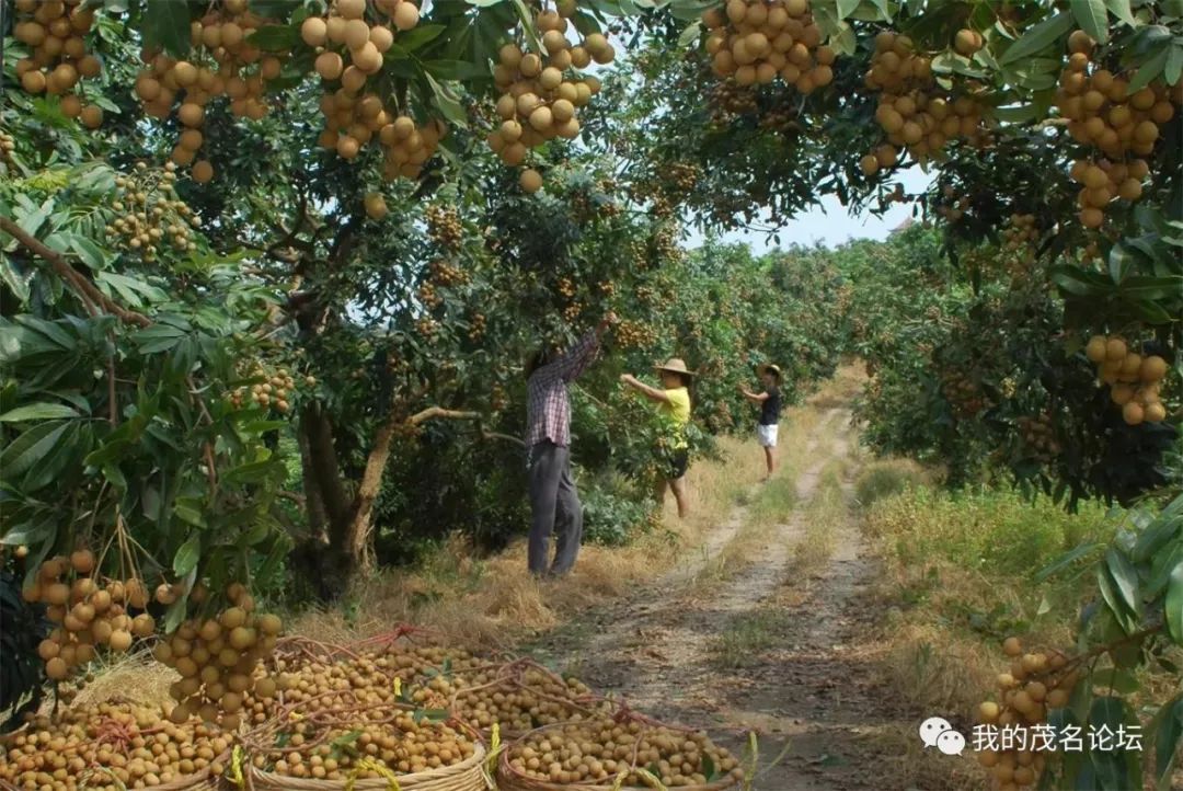 茂名大山农产品合作社_农村合作社农产品销路_大型农业合作社