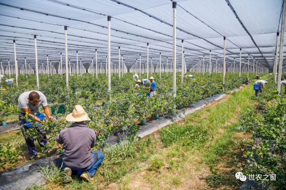 老挝农业_老挝农产品出口中国目录_老挝农产品有哪些