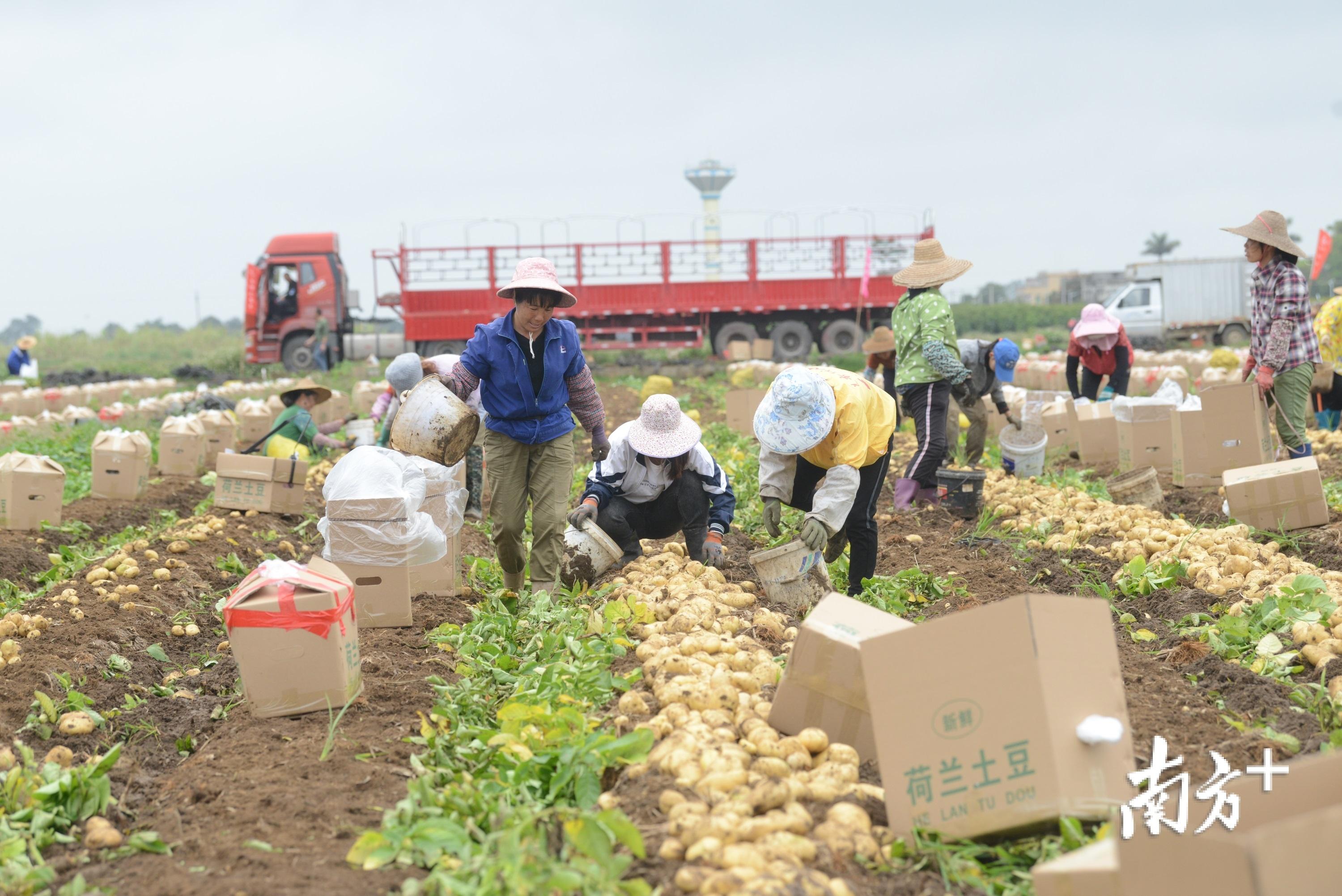 湛江遂溪城月镇石塘村稻稻薯现代农业示范基地迎来收获季，能否助力农业结构调整？