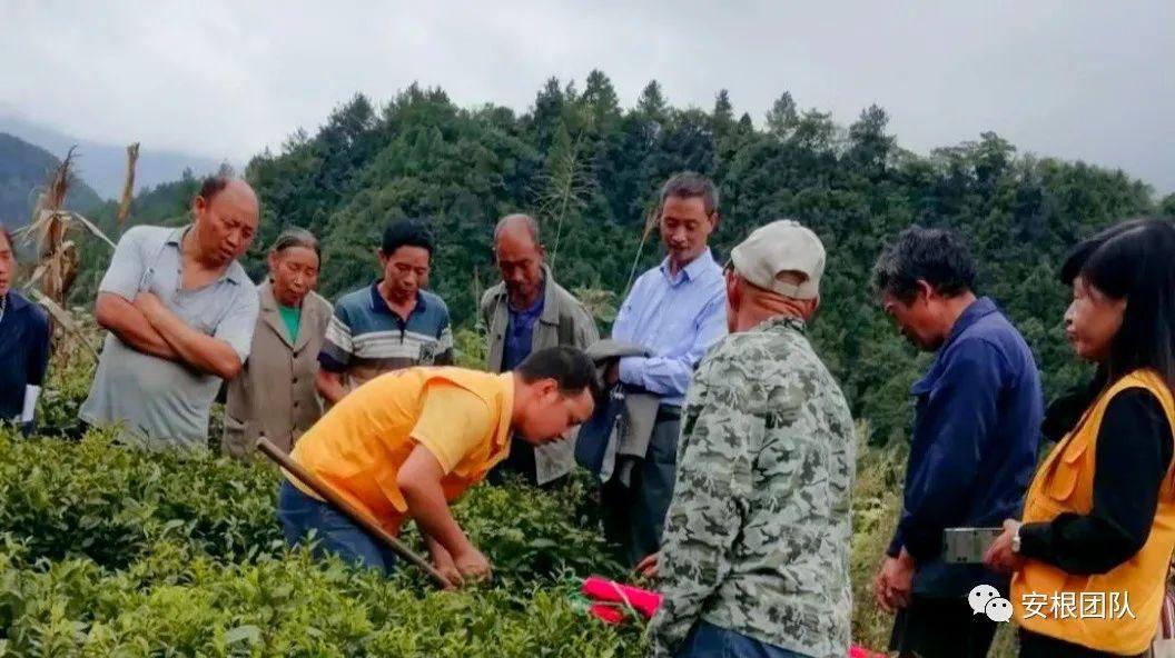 植物保护与农产品质量安全_植物保护农药与农产品安全方向_植物保护与农产品质量安全书籍