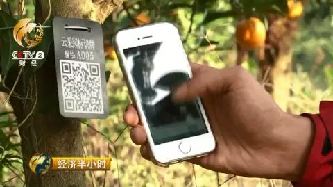 橙子农产品_橙农网络技术有限公司怎么样_农橙视频