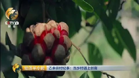 橙农网络技术有限公司怎么样_农橙视频_橙子农产品