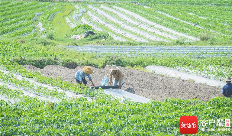 琼海助推热带特色高效农业提质升级，做强农业富了农民