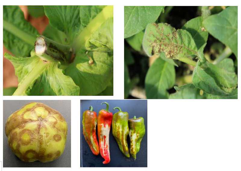 植物保护与农产品质量安全书籍_植物保护与农产品质量安全_农植物质量保护安全产品有哪些