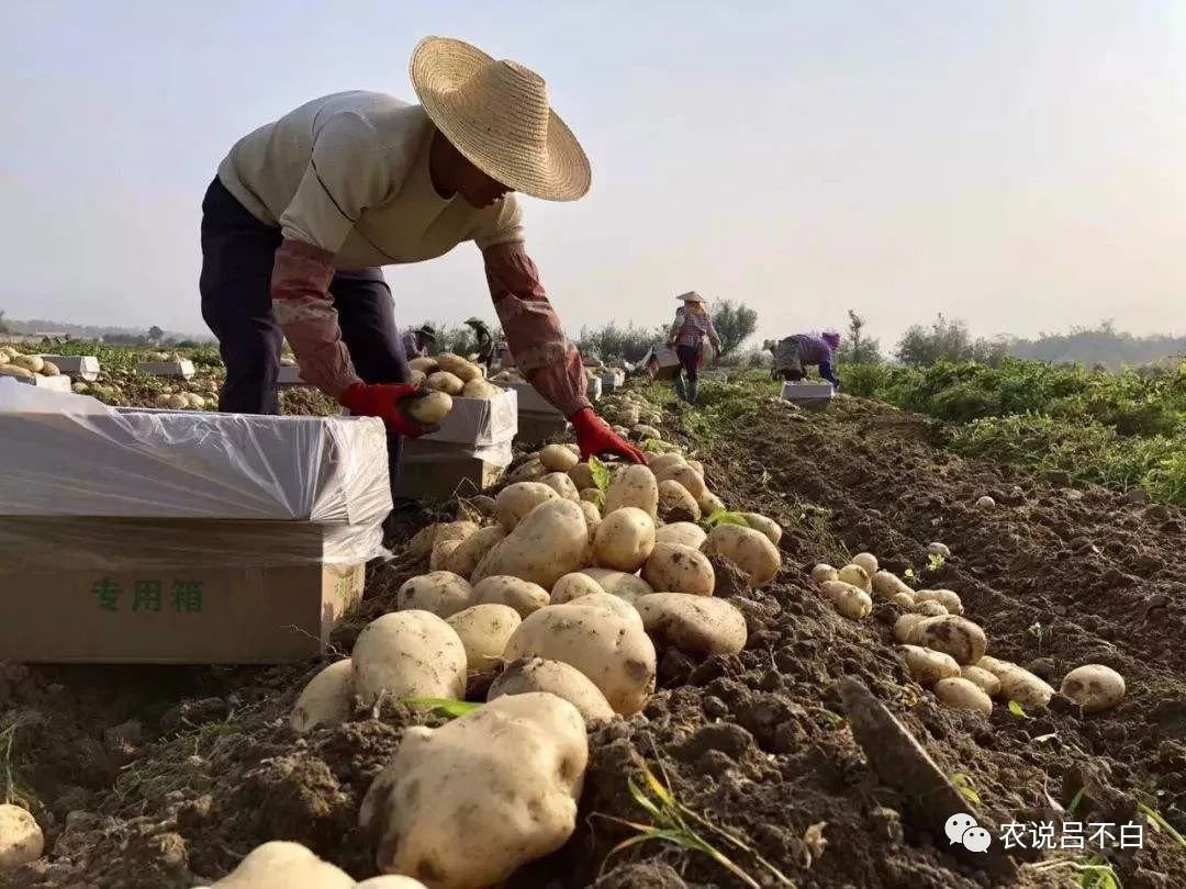 农产品滞销是什么意思_农产品滞销的原因及解决方案_农产品滞销的原因