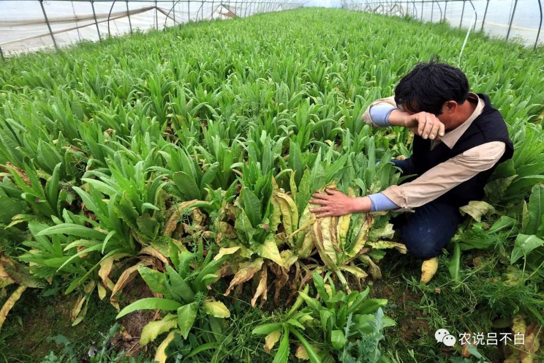 农产品滞销的原因及解决方案_农产品滞销是什么意思_农产品滞销的原因