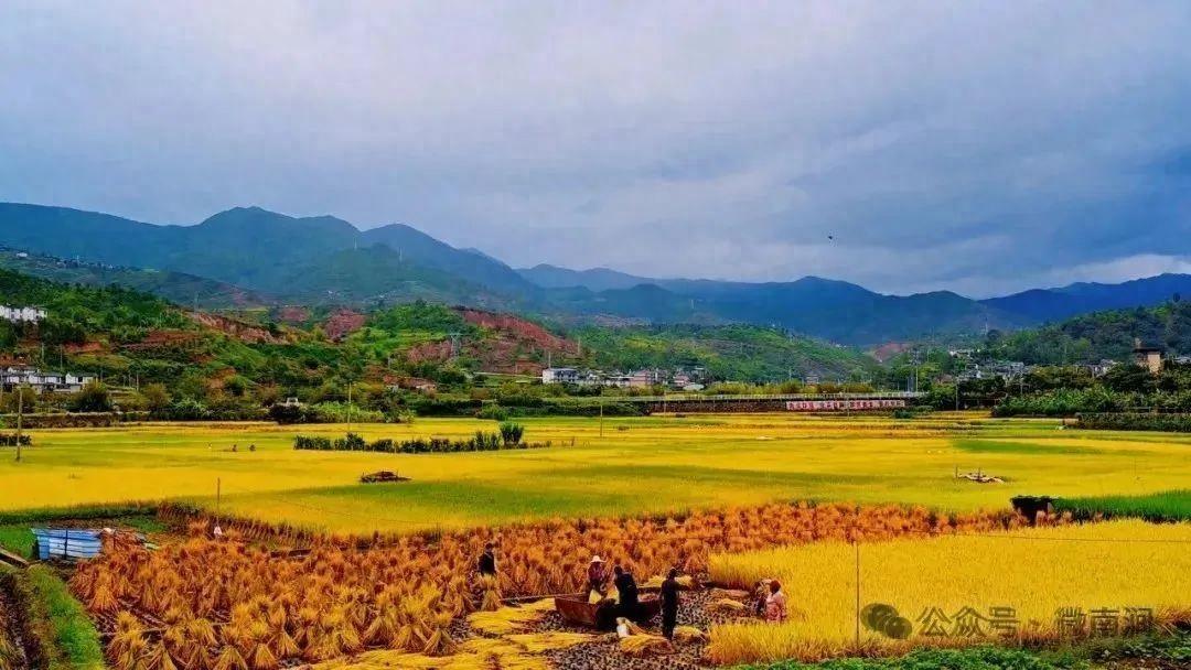 金秋时节，南涧县西山村稻浪起伏，乡村旅游产业创意园项目如火如荼推进