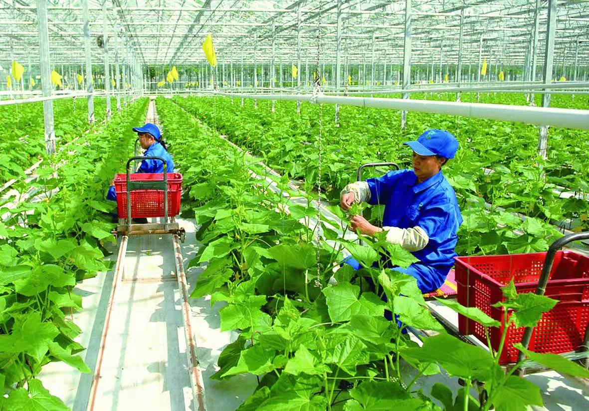 农产品质量检测费用_农产品质量检测报告_农产品检测报告单