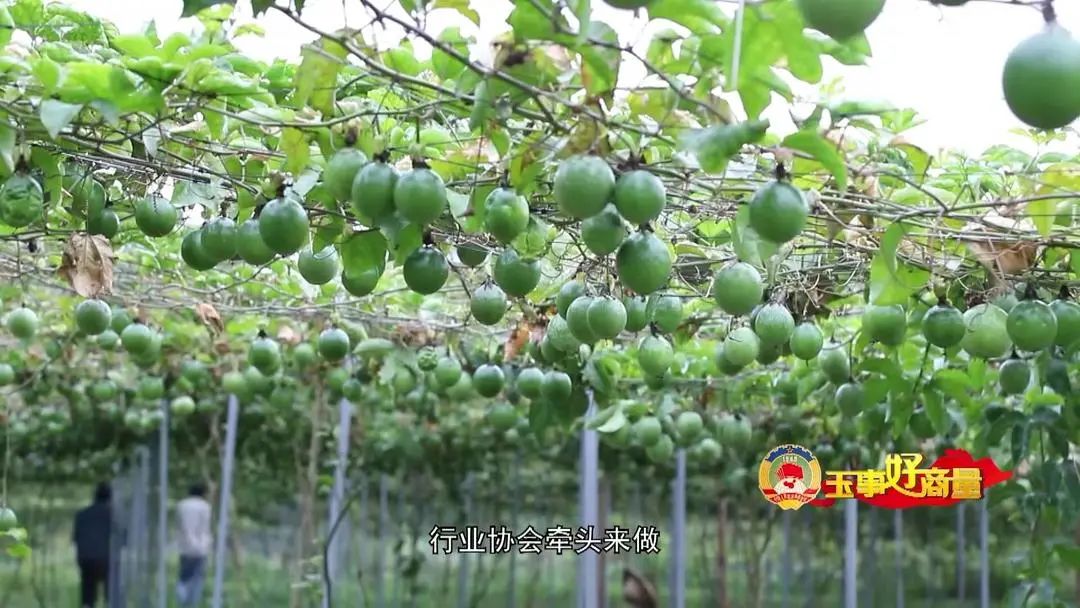 农村电商宣传推广活动_农村电商营销策划方案_农产品电商推广方案