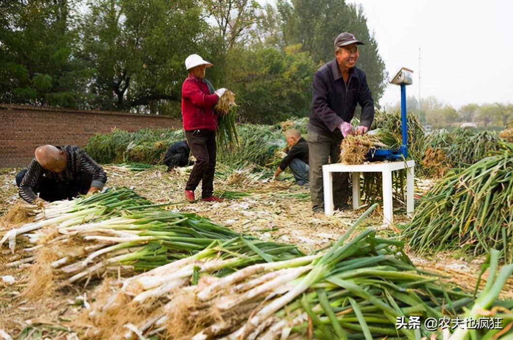 农作物价格涨跌不一，果农愁坏，生姜行情大好