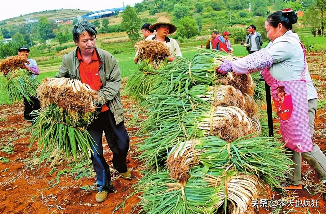 农产品价格上涨_农产品涨价意味着什么_农产品涨价是好事还是坏事