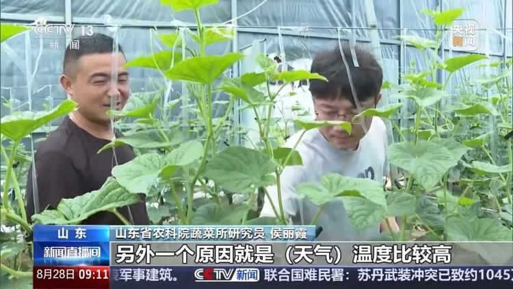 山东寿光农产品物流园蔬菜价格_山东寿光物流园蔬菜最新价格_寿光蔬菜物流园老板是东北人