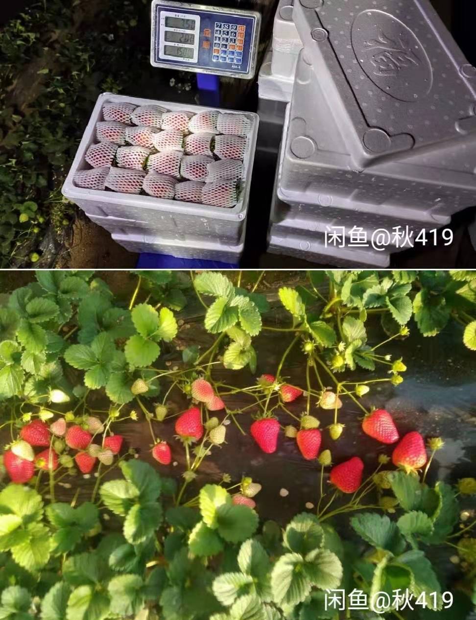 疫情冲击下的水果生鲜养殖户困境：电商成最后希望