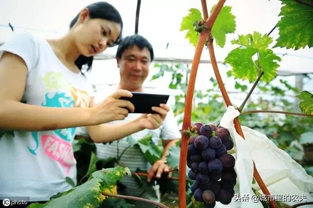 怎么做微商卖农产品_农商微贷是真的吗_微商做农产品怎么样