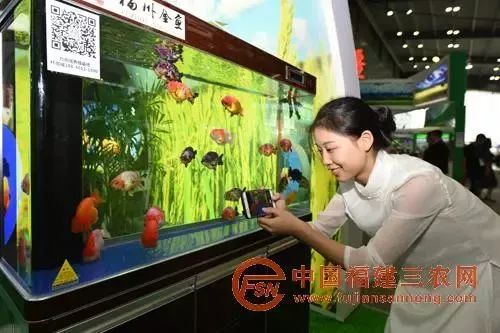 福建省特色农产品_福建特色农副产品_福建特色农产品