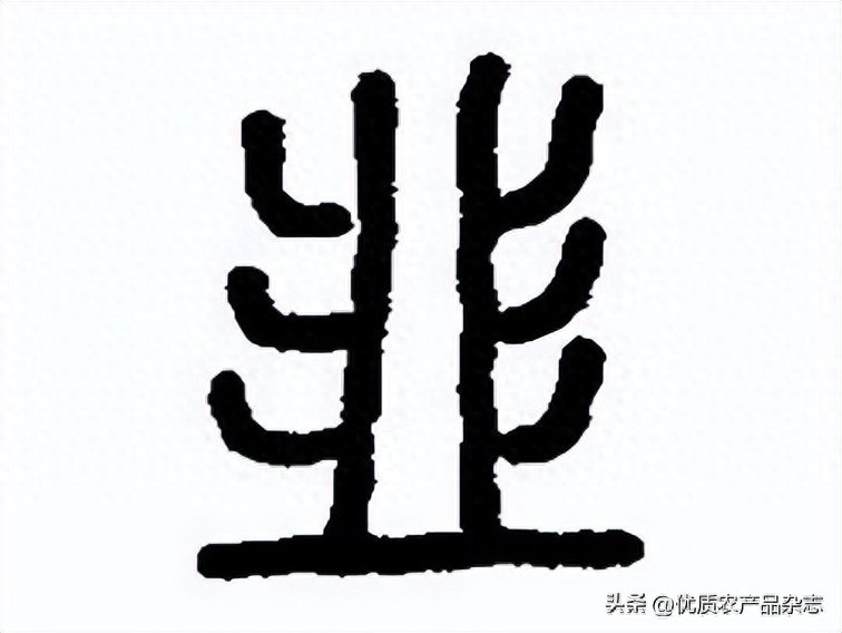 中国传统蔬菜韭菜的历史与现代产业发展