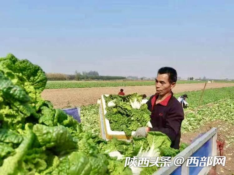 无公害农产品基地_无公害农产品产地认定_无公害农业产品
