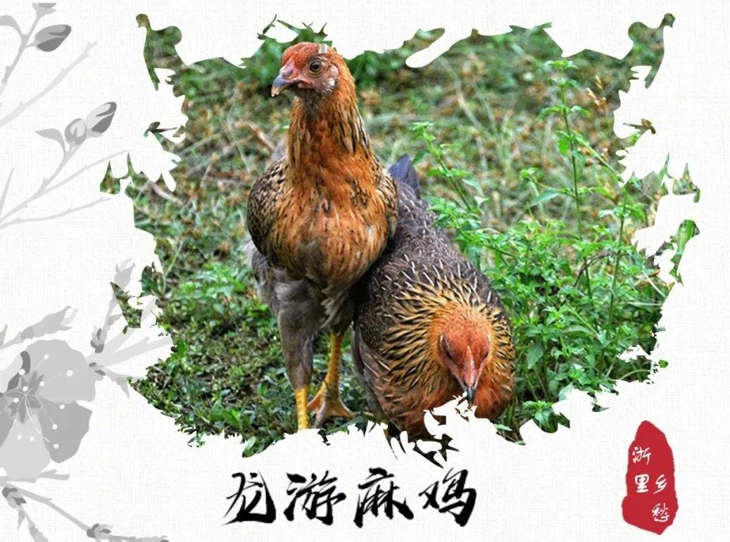 浙江特色农业_浙江特色农产品_浙江特色农产品有什么