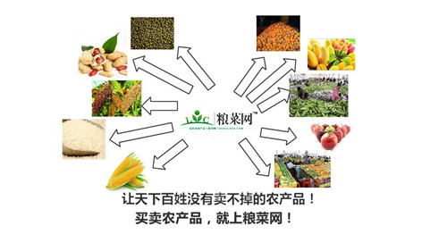 农产品交易平台项目计划书_农产品交易平台策划书_农产品策划书模板