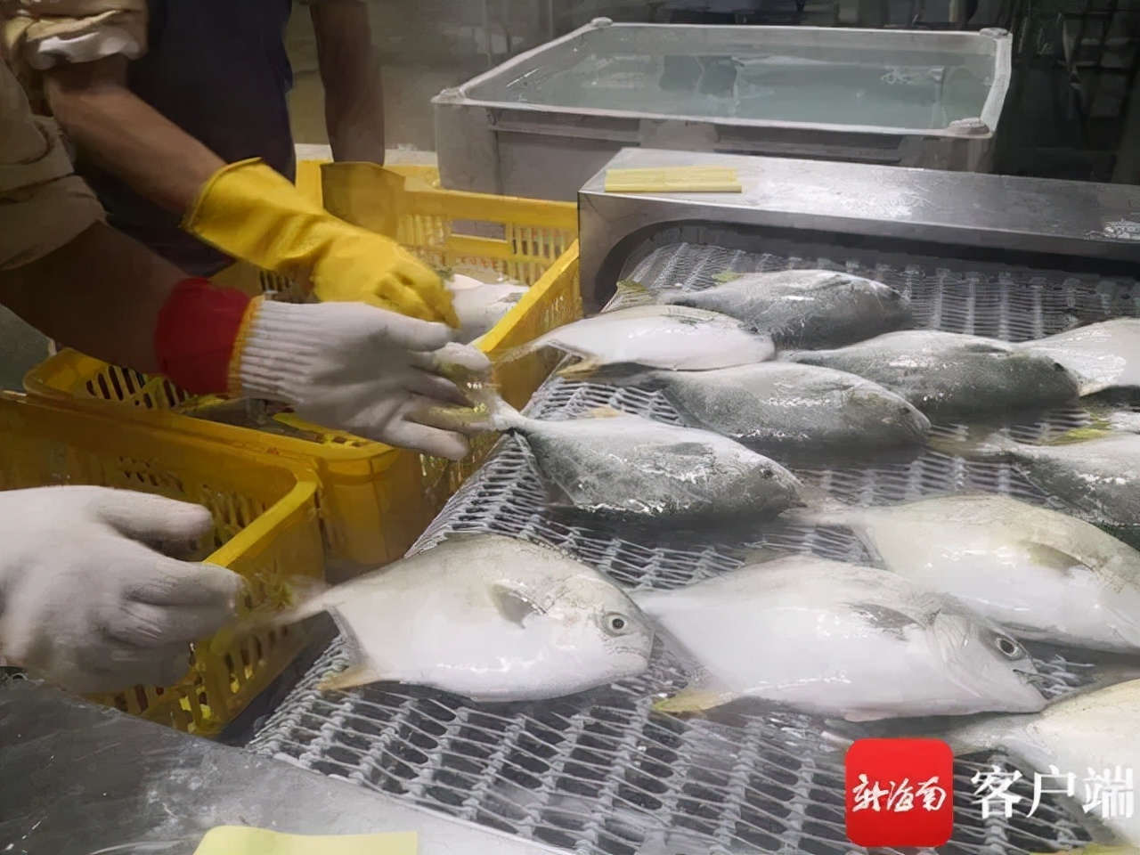 海南农物流冷链产品销售_海南农物流冷链产品经理招聘_海南农产品冷链物流