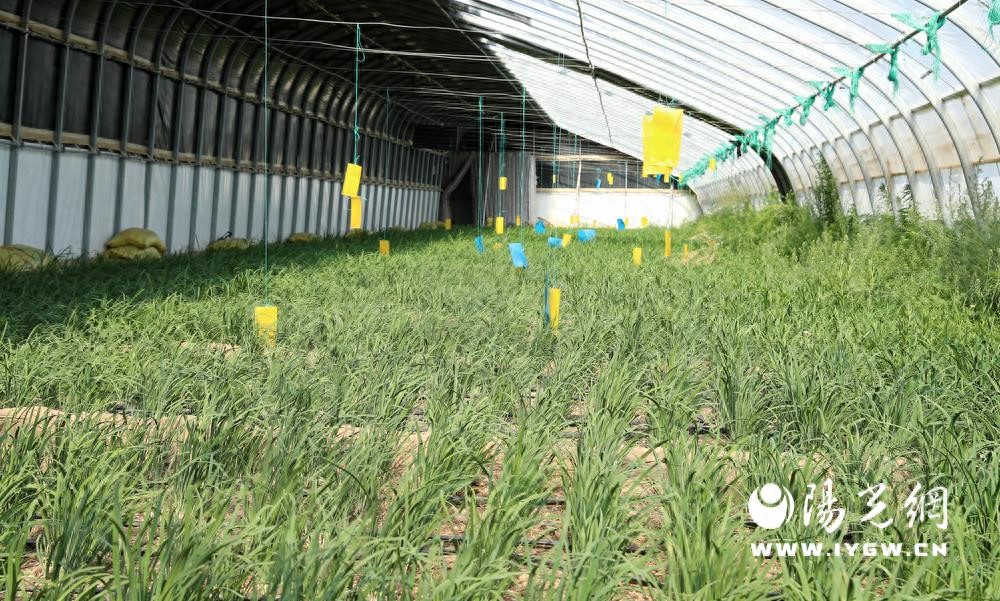 农药农绿色质量安全产品有哪些_绿色农产品农药使用标准_绿色农药与农产品质量安全
