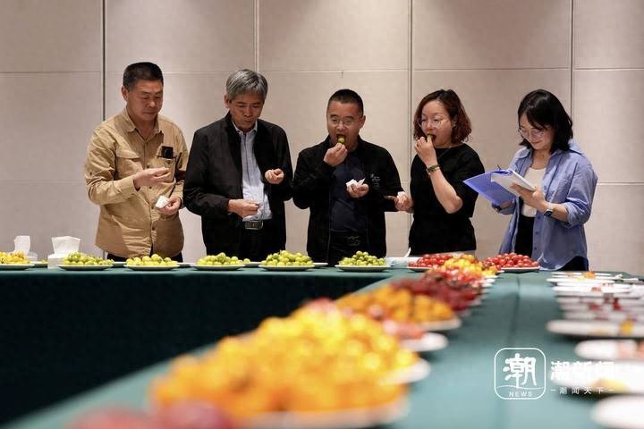 2024浙江好番茄推选活动启动，浙苏沪番茄专家团品鉴本地番茄，评选金奖银奖