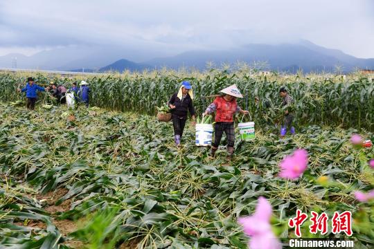 农产品进口关税配额_农产品进口关税配额证有效期_农产品关税配额什么意思