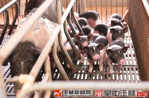 十一种优势农产品_中国优势农产品有哪些_我国优势农产品
