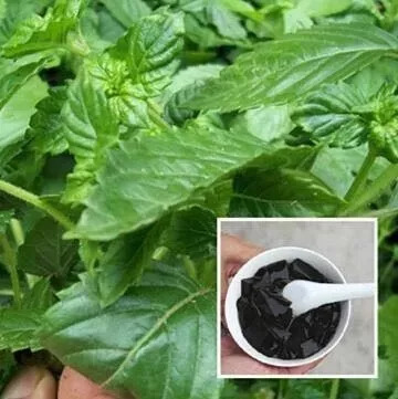商标图片图片素材_农产品商标图片_商标图片大全图片