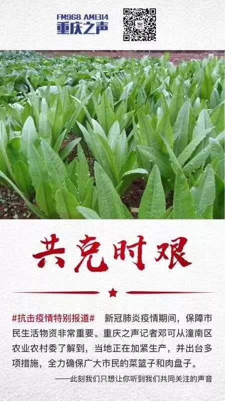 农产品绿色通行证图片_通行证模板图片_通行证图片卡通