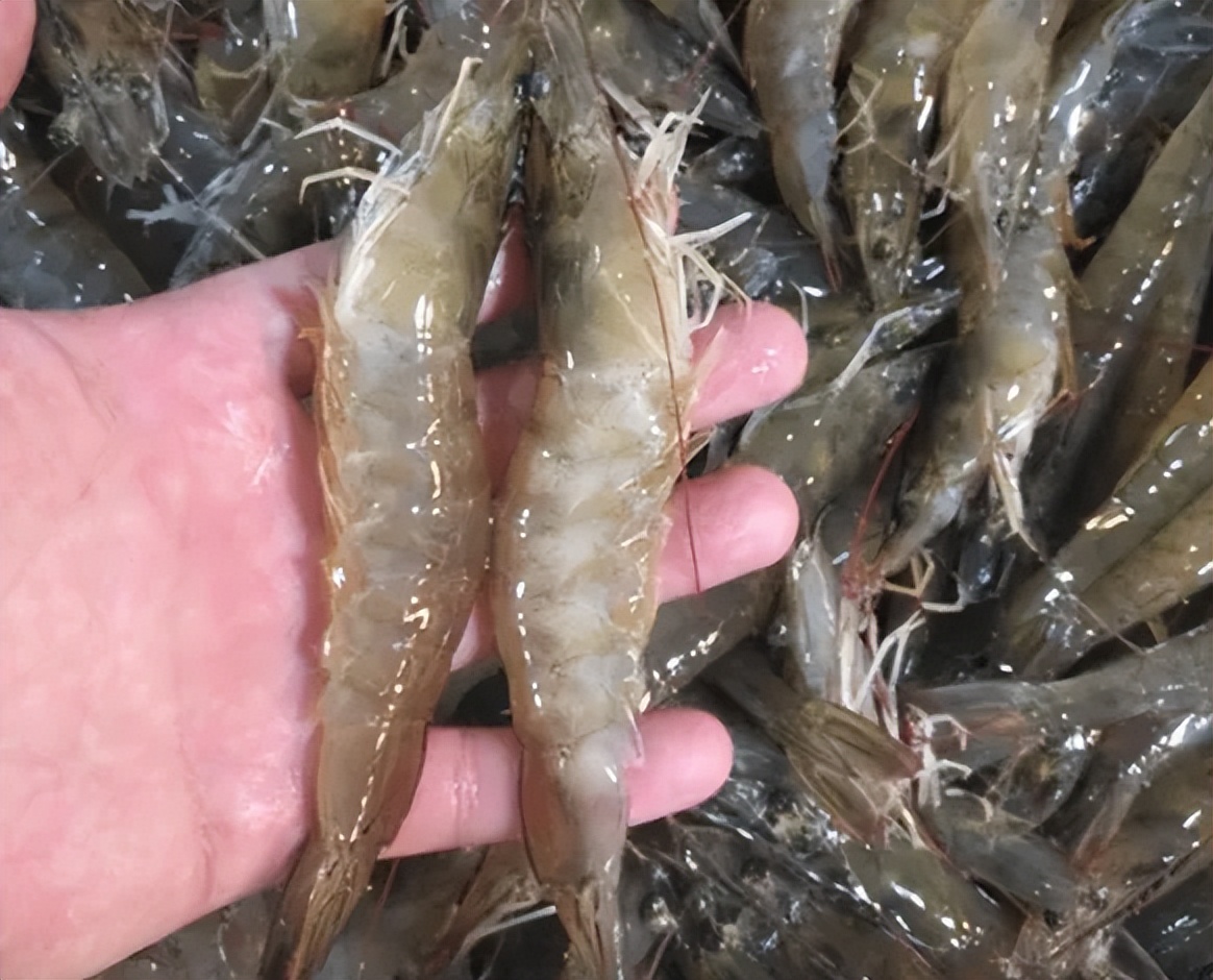 茶叶 食用农产品_茶叶农食用产品有哪些_茶叶农食用产品包括哪些