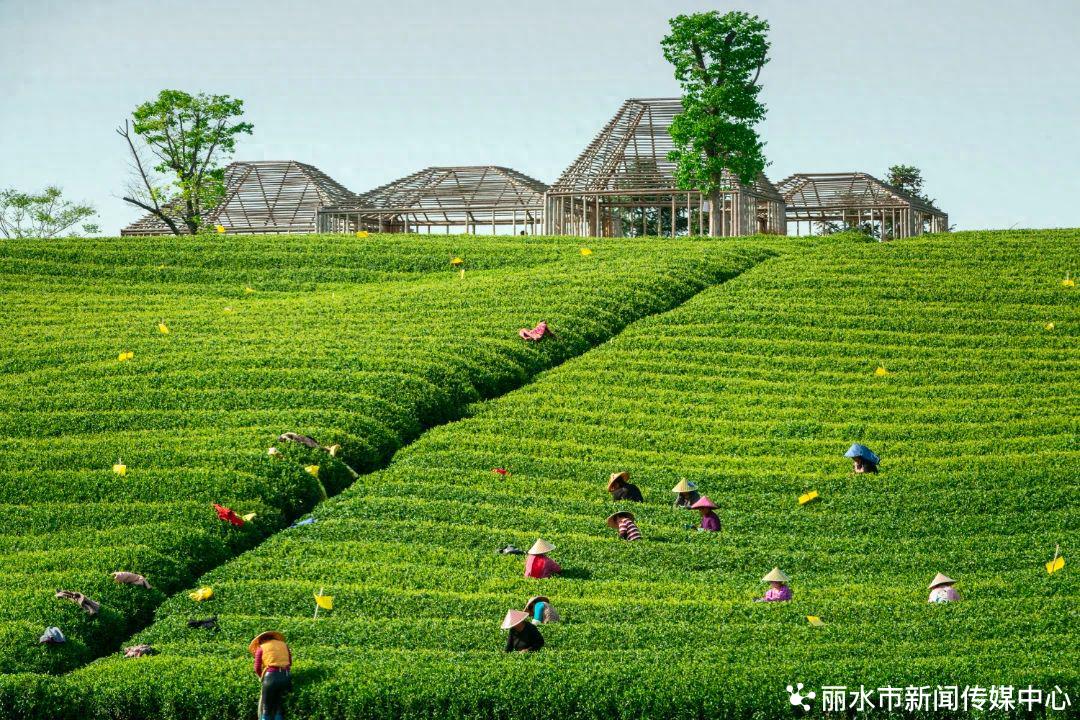 松阳茶产业多元化发展：从田间到精深加工，探索茶叶的无限可能