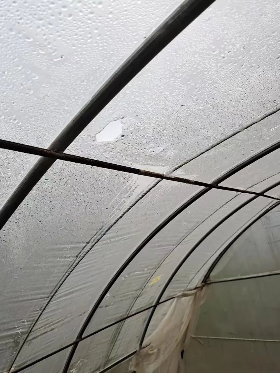 云南芋头价格最新行情_云南芋头价格_云南农产品芋头赚钱吗