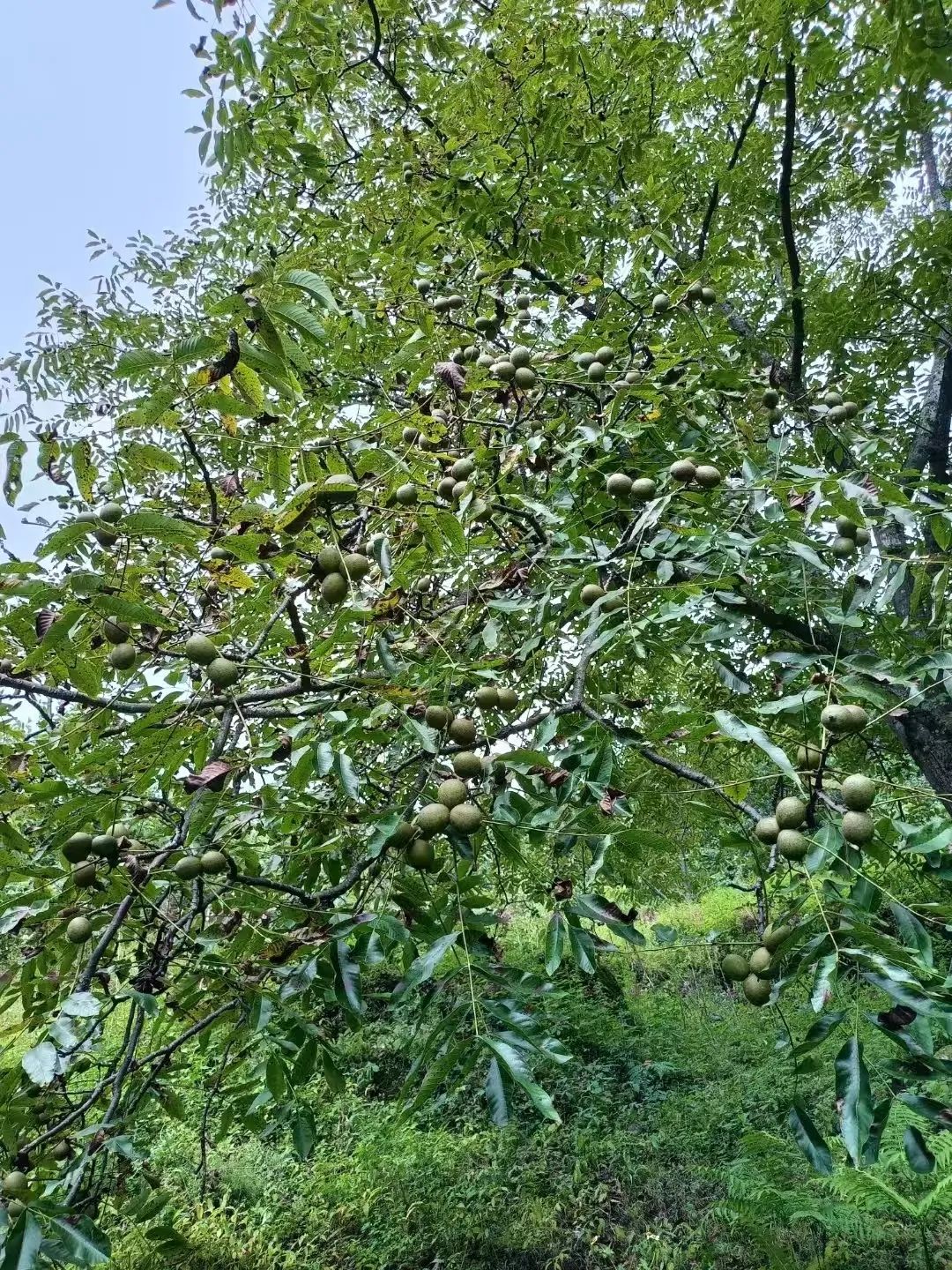 云南农产品芋头赚钱吗_云南芋头价格最新行情_云南芋头价格