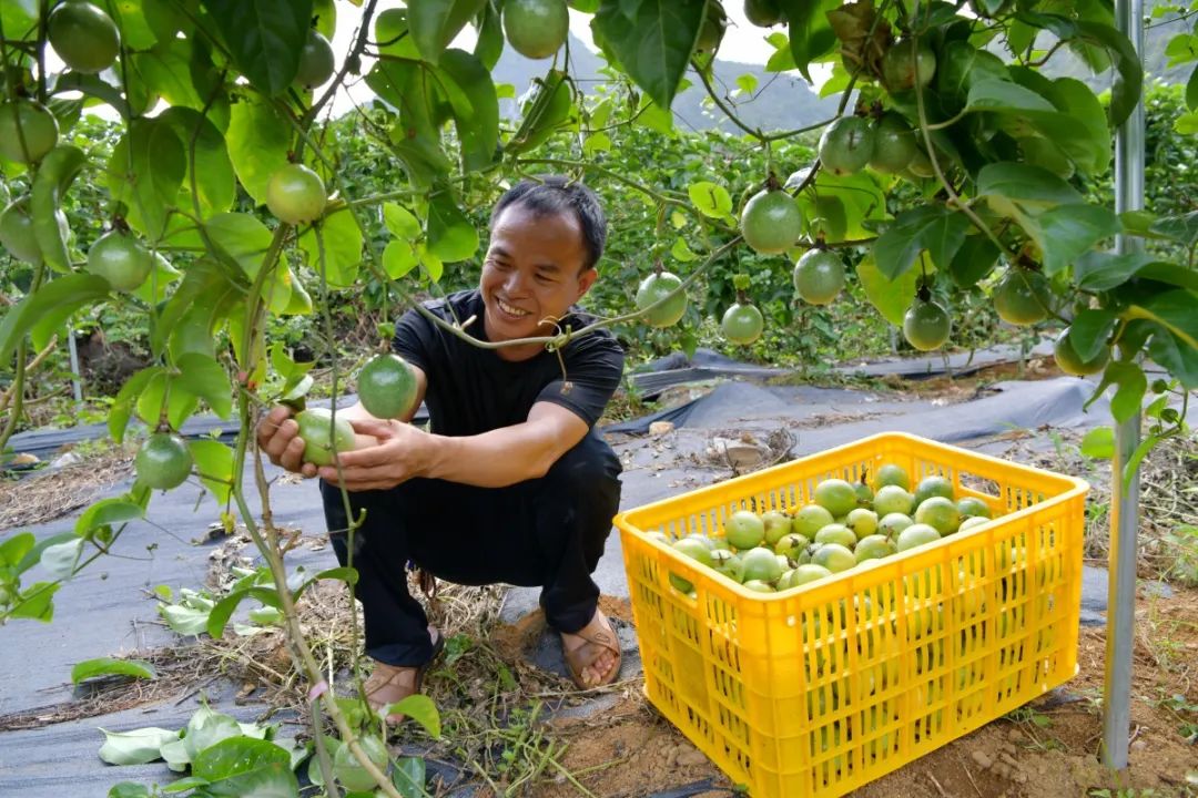 百色农氏_百色百姓网农产品_百姓农业网