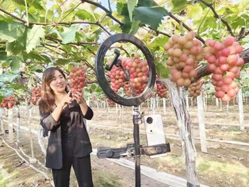 方城县博望镇万亩‘妮娜皇后’葡萄园采摘盛况，网红直播助力出口韩国