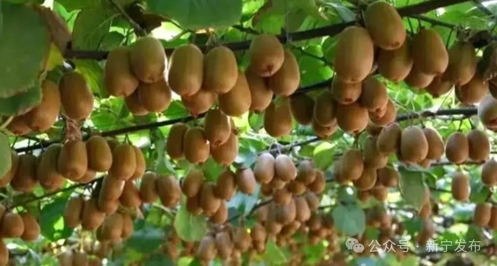 金桥农庄怎么样_河北金桥农资有限公司电话_金桥农产品
