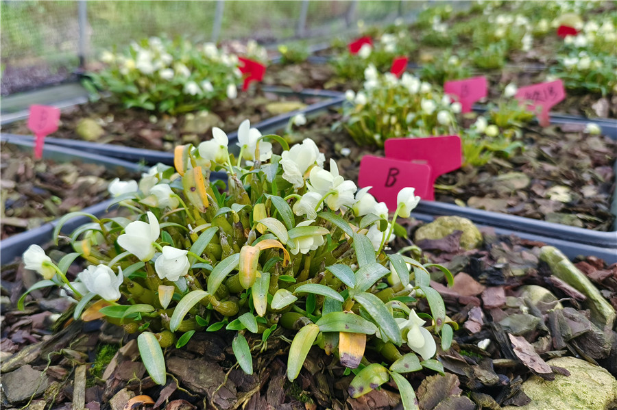 农业特色种植项目_特色农产品种植基地_农产品特色种植