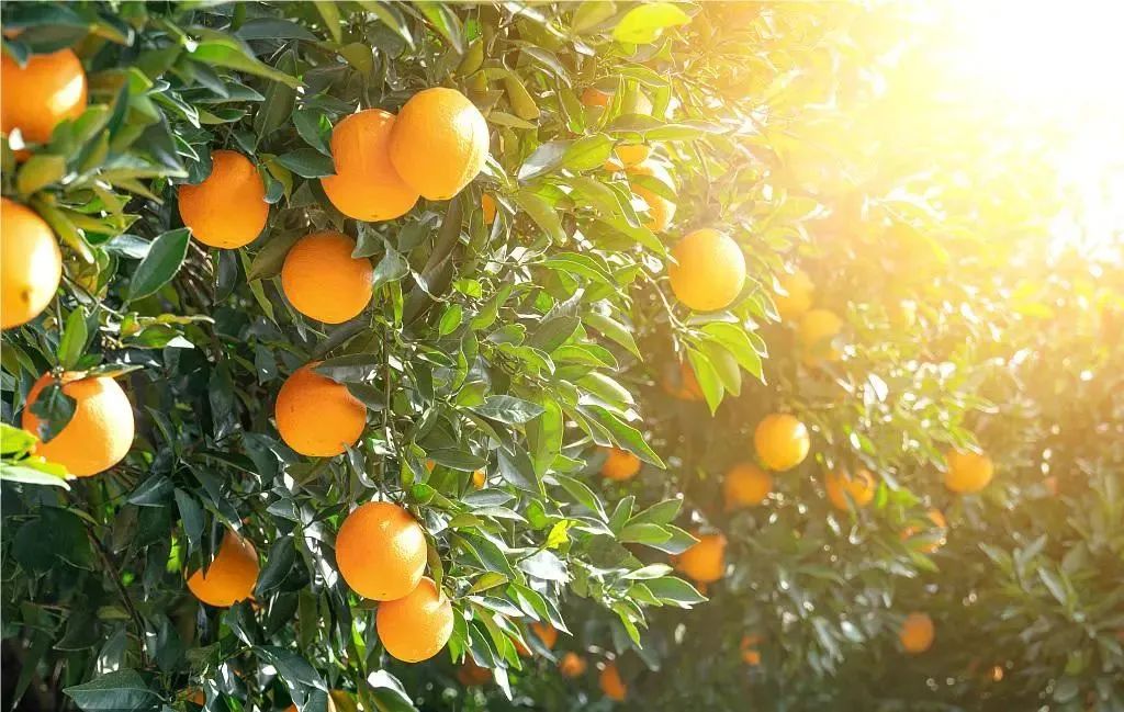 美国农产品直销模式_农产品直销模式的优缺点_直销美国