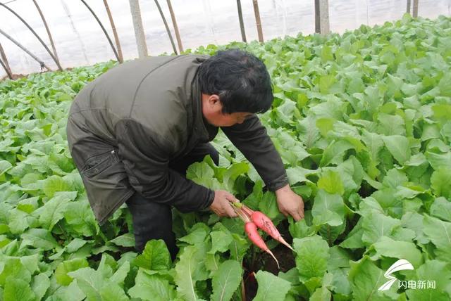 蔬菜价格波动与未来发展趋势分析：为何蔬菜生意越来越难做？