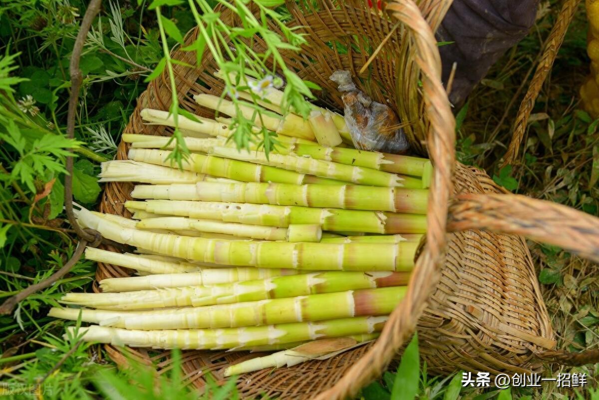 竹笋深加工创业项目大全：探索江南美食的营养与市场潜力