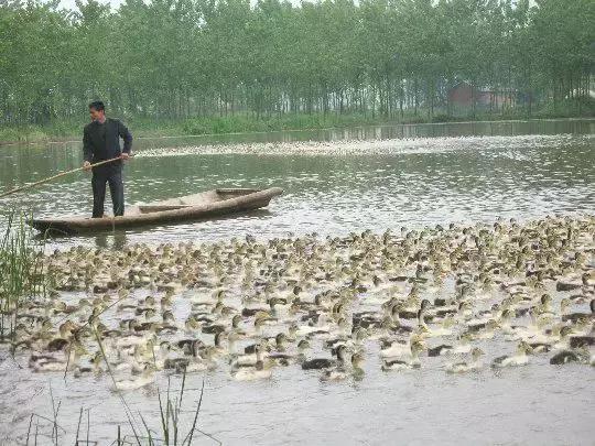 农产品地理标志登记程序_农产品地理标志登记申请人_农产品地理标志登记产品
