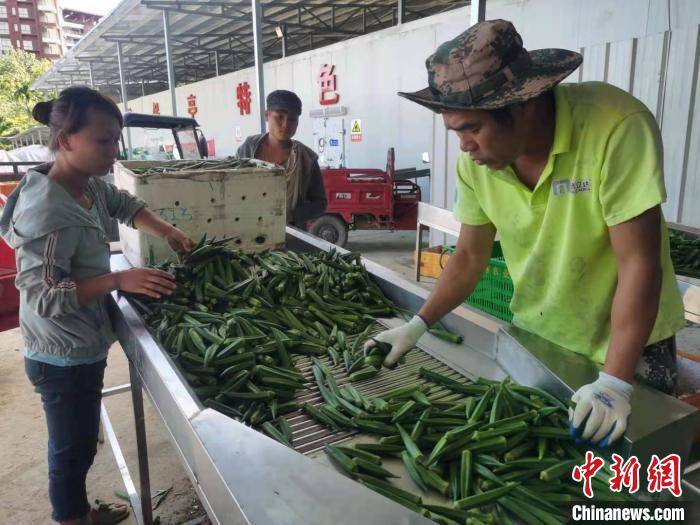海南农产品反季节优势_海南种植反季节蔬菜的条件_海南反季节蔬菜的区位因素