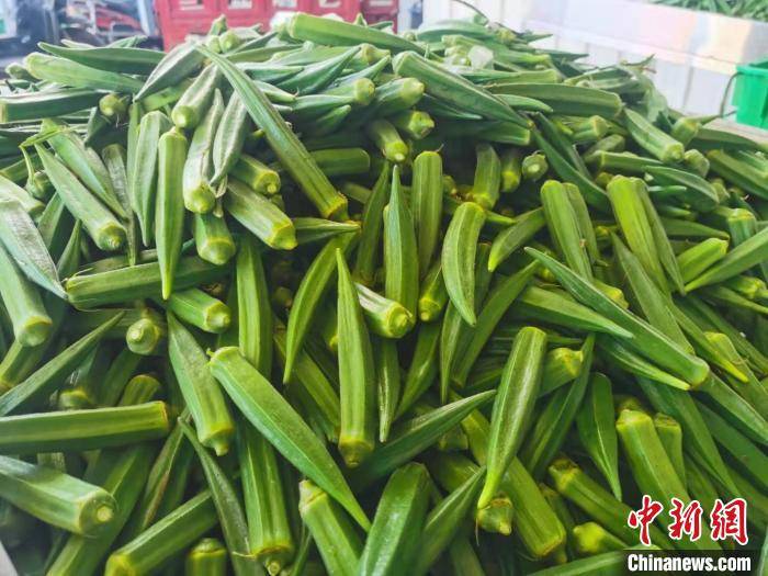 海南种植反季节蔬菜的条件_海南农产品反季节优势_海南反季节蔬菜的区位因素