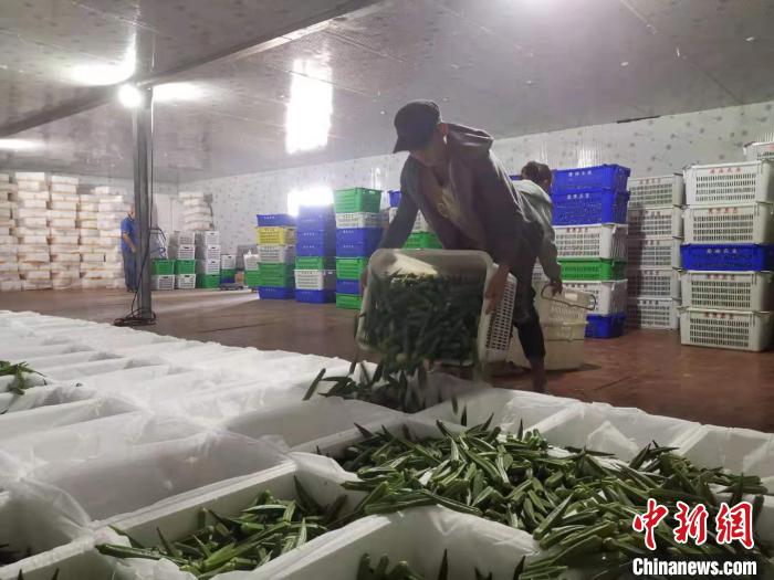 海南农产品反季节优势_海南反季节蔬菜种植_海南种植反季节蔬菜的条件