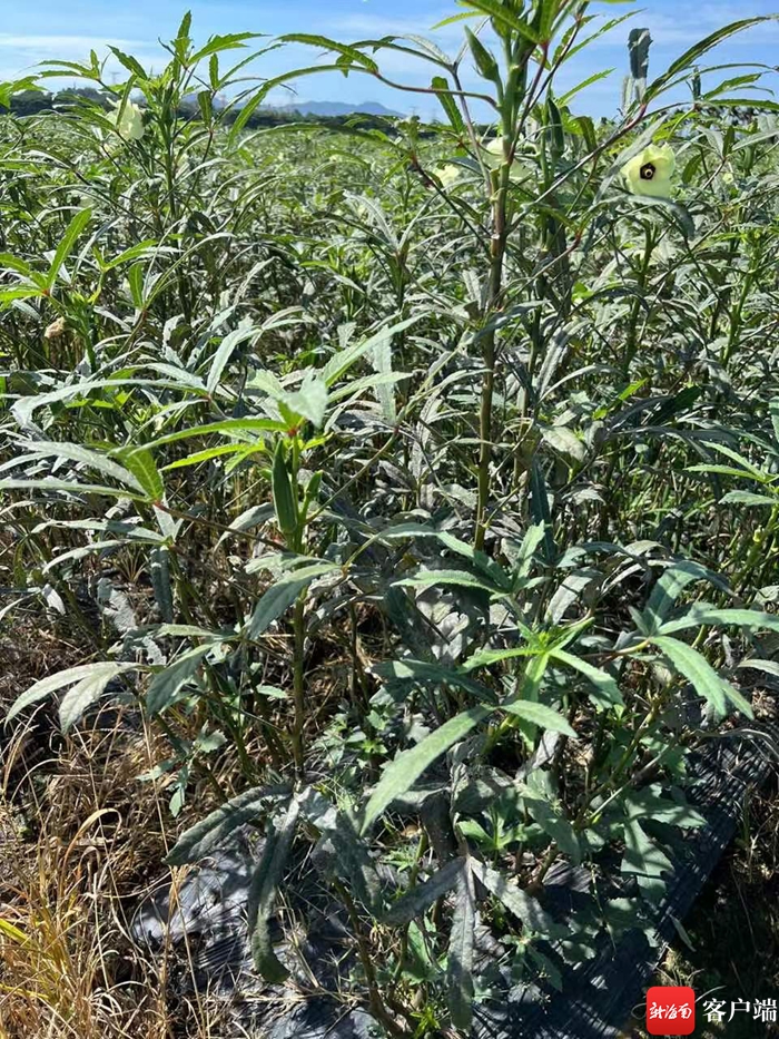 海南农产品反季节优势_海南反季节蔬菜的区位因素_海南反季节蔬菜