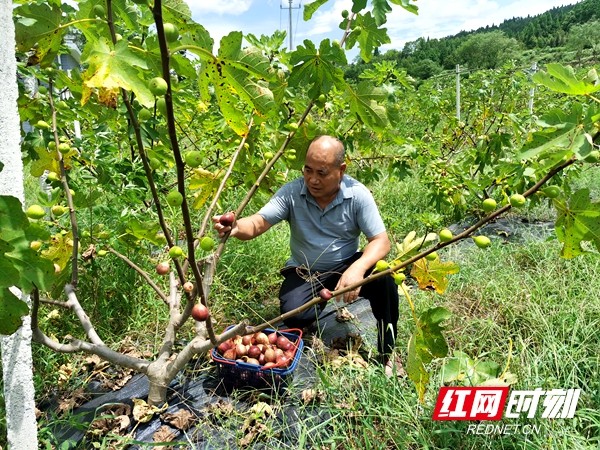 无公害农业产品_无公害农产品产地认定_无公害农产品基地