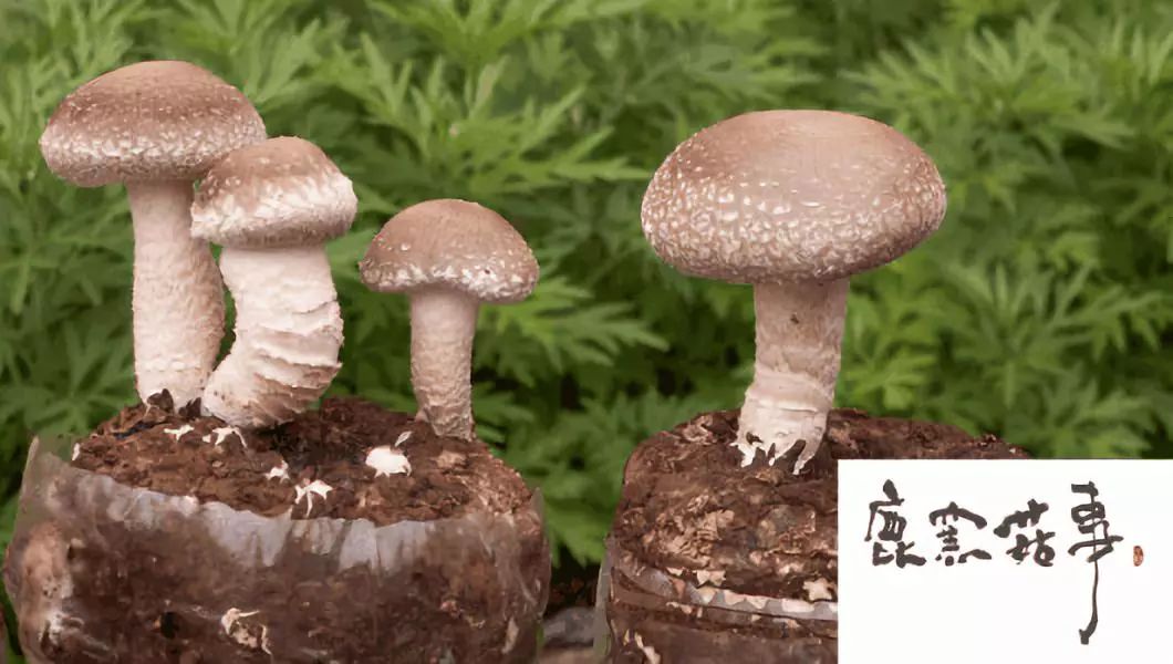 台湾农产品包装_台湾包装企业_台湾食品包装
